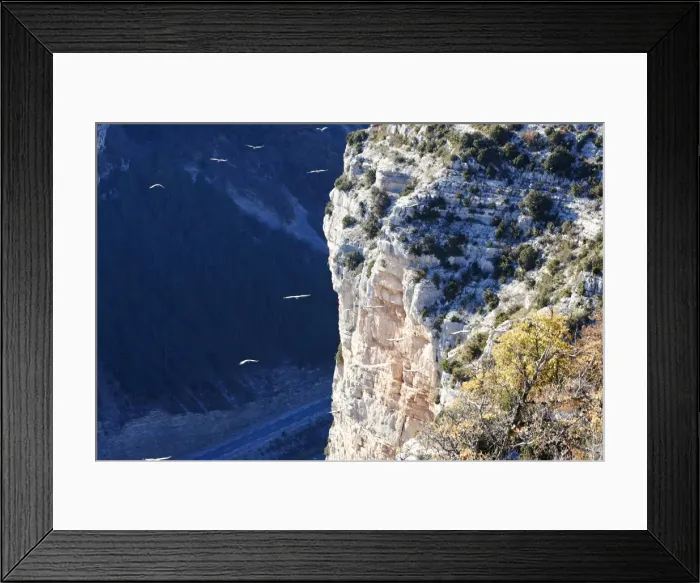 Framed Print : Griffon Vultures - soaring off end of cliff. Baronnies Village - Drome Provencale - France Framed Print : Griffon Vultures - soaring off end of cliff. Baronnies Village - Drome Provencale - France