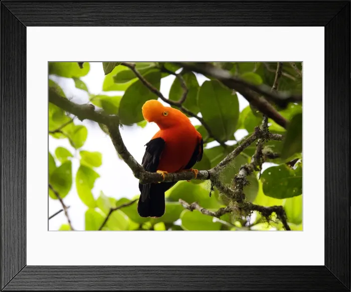Framed Print : Coq de roche des Andes. Andes de Merida. Venezuela Andean Cock of the rock. Rupicola peruviana Framed Print : Coq de roche des Andes. Andes de Merida. Venezuela Andean Cock of the rock. Rupicola peruviana