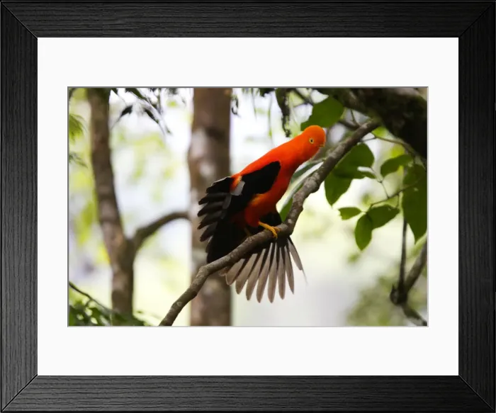 Framed Print : Coq de roche des Andes. Andes de Merida. Venezuela Andean Cock of the rock. Rupicola peruviana Framed Print : Coq de roche des Andes. Andes de Merida. Venezuela Andean Cock of the rock. Rupicola peruviana