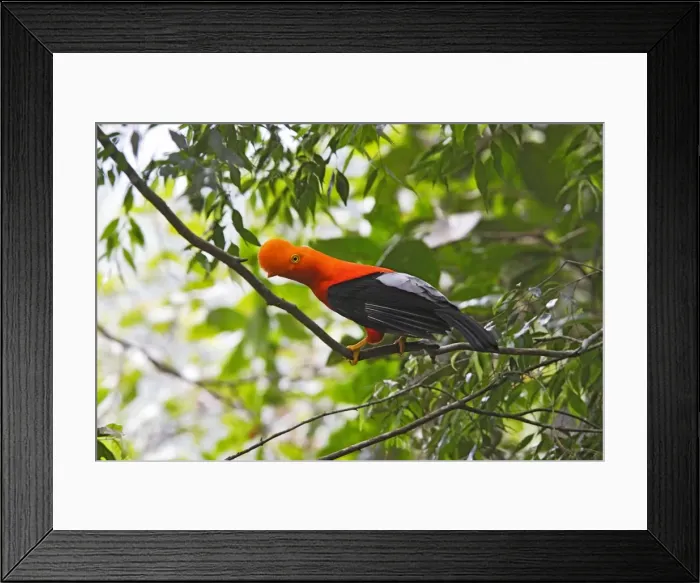 Framed Print : Coq de roche des Andes. Andes de Merida. Venezuela Andean Cock of the rock. Rupicola peruviana Framed Print : Coq de roche des Andes. Andes de Merida. Venezuela Andean Cock of the rock. Rupicola peruviana