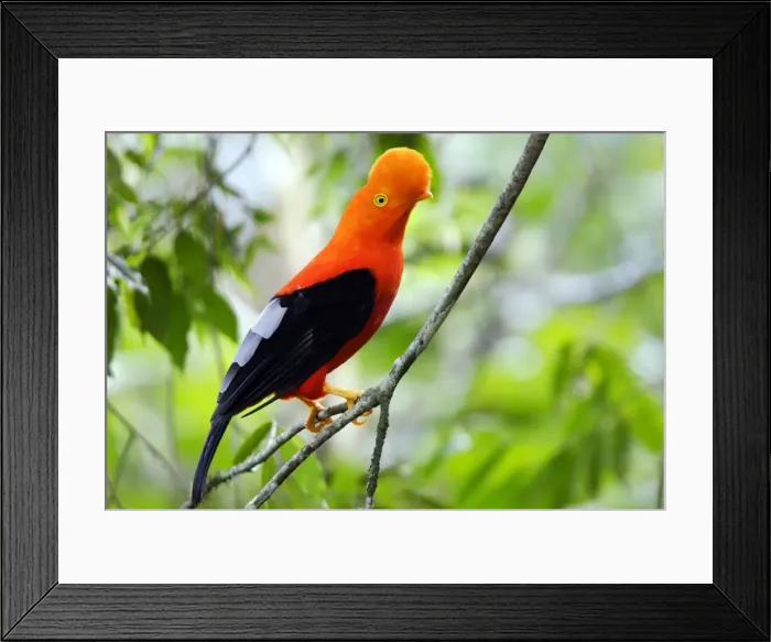 Framed Print : Coq de roche des Andes. Andes de Merida. Venezuela Andean Cock of the rock. Rupicola peruviana