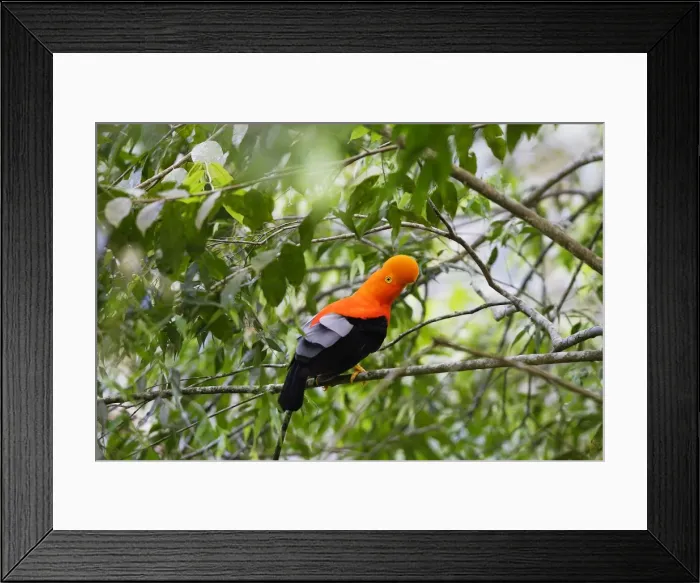 Framed Print : Coq de roche des Andes. Andes de Merida. Venezuela Andean Cock of the rock. Rupicola peruviana Framed Print : Coq de roche des Andes. Andes de Merida. Venezuela Andean Cock of the rock. Rupicola peruviana