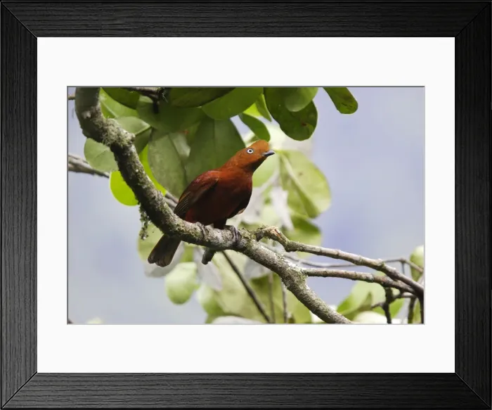 Framed Print : Femelle de Coq de roche des Andes. Andes de Merida. Venezuela Andean Cock of the rock. Rupicola peruviana Framed Print : Femelle de Coq de roche des Andes. Andes de Merida. Venezuela Andean Cock of the rock. Rupicola peruviana
