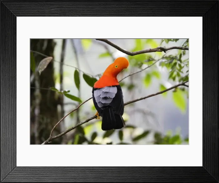 Framed Print : Coq de roche des Andes. Andes de Merida. Venezuela Andean Cock of the rock. Rupicola peruviana
