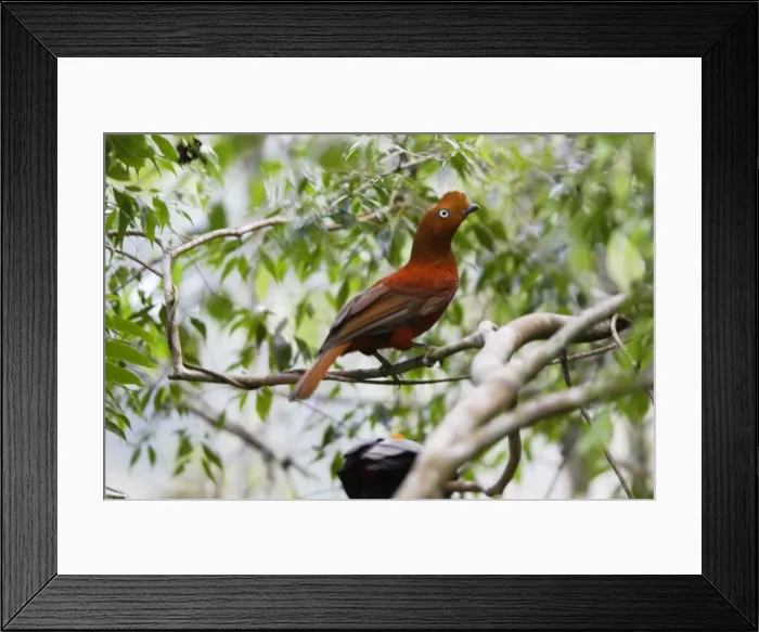 Framed Print : Femelle de Coq de roche des Andes. Andes de Merida. Venezuela Andean Cock of the rock. Rupicola peruviana Framed Print : Femelle de Coq de roche des Andes. Andes de Merida. Venezuela Andean Cock of the rock. Rupicola peruviana