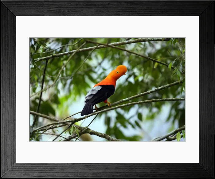 Framed Print : Coq de roche des Andes. Andes de Merida. Venezuela Andean Cock of the rock. Rupicola peruviana Framed Print : Coq de roche des Andes. Andes de Merida. Venezuela Andean Cock of the rock. Rupicola peruviana