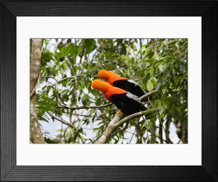 Framed Print : Coq de roche des Andes. Andes de Merida. Venezuela Andean Cock of the rock. Rupicola peruviana Framed Print : Coq de roche des Andes. Andes de Merida. Venezuela Andean Cock of the rock. Rupicola peruviana