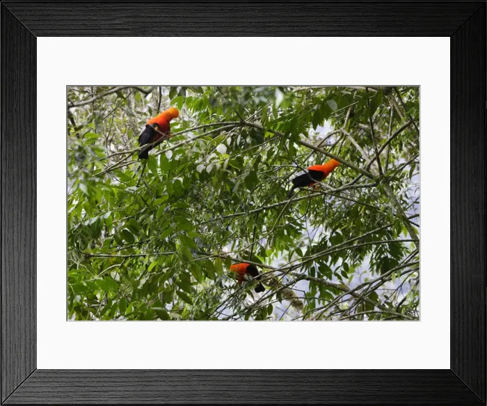 Framed Print : Coq de roche des Andes. Andes de Merida. Venezuela Andean Cock of the rock. Rupicola peruviana Framed Print : Coq de roche des Andes. Andes de Merida. Venezuela Andean Cock of the rock. Rupicola peruviana