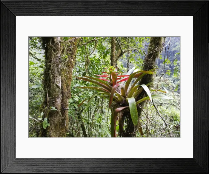 Framed Print : bromeliacee. Venezuela Framed Print : bromeliacee. Venezuela