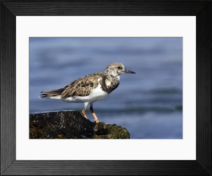 Framed Print : Tournepierre a collier. Ruddy Turnstone. Arenaria interpres Framed Print : Tournepierre a collier. Ruddy Turnstone. Arenaria interpres