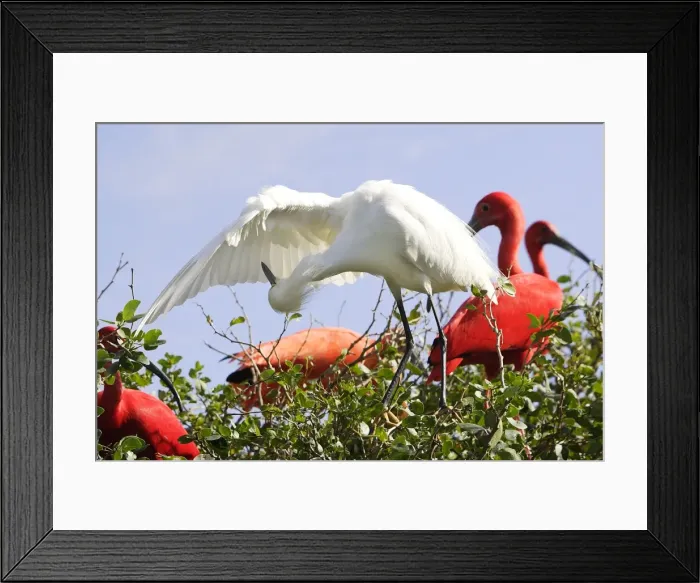 Framed Print : Aigrette neigeuse. Toilette. Egretta thula. Venezuela Framed Print : Aigrette neigeuse. Toilette. Egretta thula. Venezuela