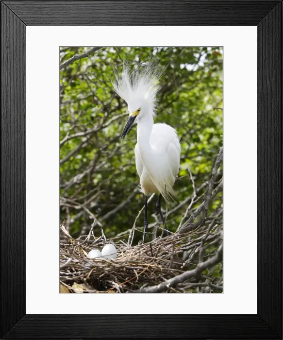 Framed Print : Aigrette neigeuse au nid. Egretta thula. Venezuela Framed Print : Aigrette neigeuse au nid. Egretta thula. Venezuela