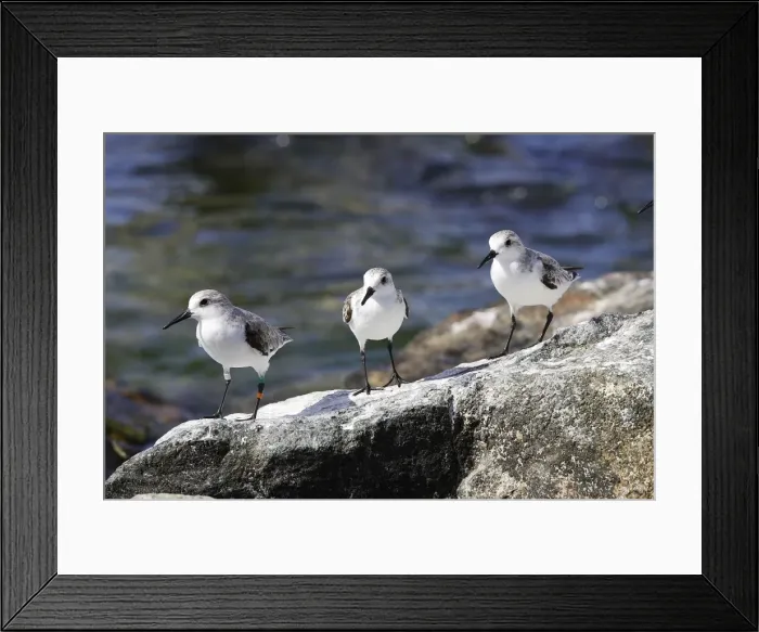 Framed Print : Becasseau sanderling. Calidris alba Framed Print : Becasseau sanderling. Calidris alba