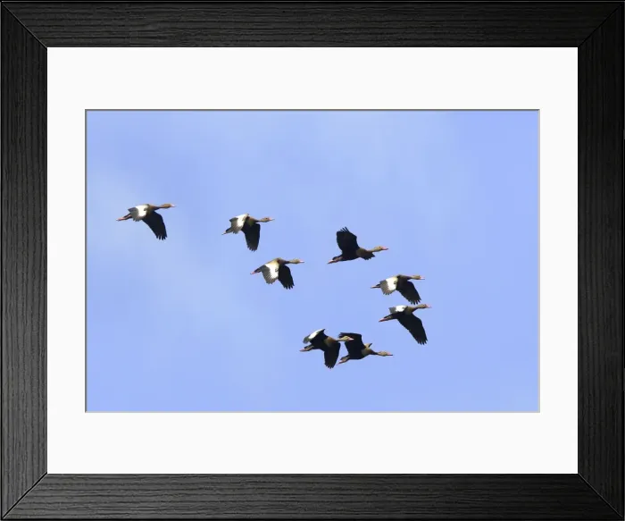 Framed Print : Dendrocygne a ventre noir. Dendrocygna autumnalis Framed Print : Dendrocygne a ventre noir. Dendrocygna autumnalis