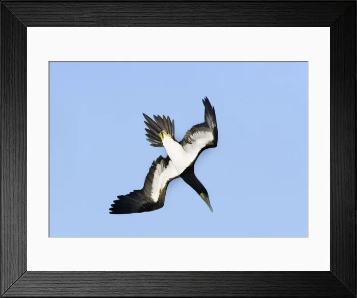 Framed Print : Fou brun. Brown Booby. Sula leucogaster Framed Print : Fou brun. Brown Booby. Sula leucogaster