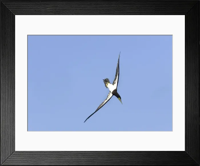 Framed Print : Fou brun. Brown Booby. Sula leucogaster Framed Print : Fou brun. Brown Booby. Sula leucogaster