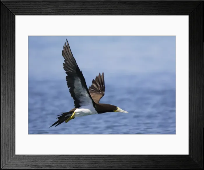 Framed Print : Fou brun. Brown Booby. Sula leucogaster Framed Print : Fou brun. Brown Booby. Sula leucogaster