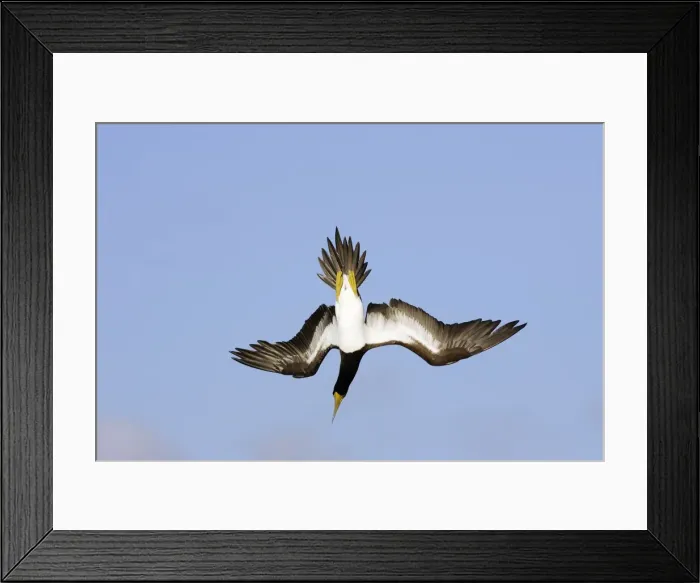 Framed Print : Fou brun. Brown Booby. Sula leucogaster