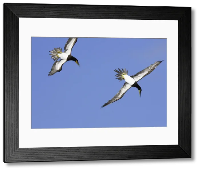 Framed Print : Fou brun. Brown Booby. Sula leucogaster Framed Print : Fou brun. Brown Booby. Sula leucogaster