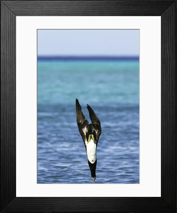 Framed Print : Fou brun. Brown Booby. Sula leucogaster Framed Print : Fou brun. Brown Booby. Sula leucogaster