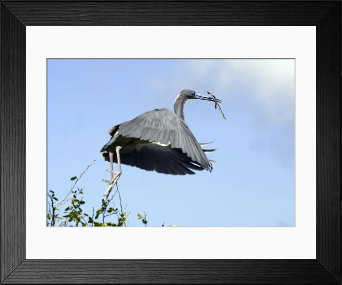 Framed Print : Aigrette tricolore. Egretta tricolor Venezuela Aigrette tricolore. Egretta tricolor Venezuela Framed Print : Aigrette tricolore. Egretta tricolor Venezuela Aigrette tricolore. Egretta tricolor Venezuela