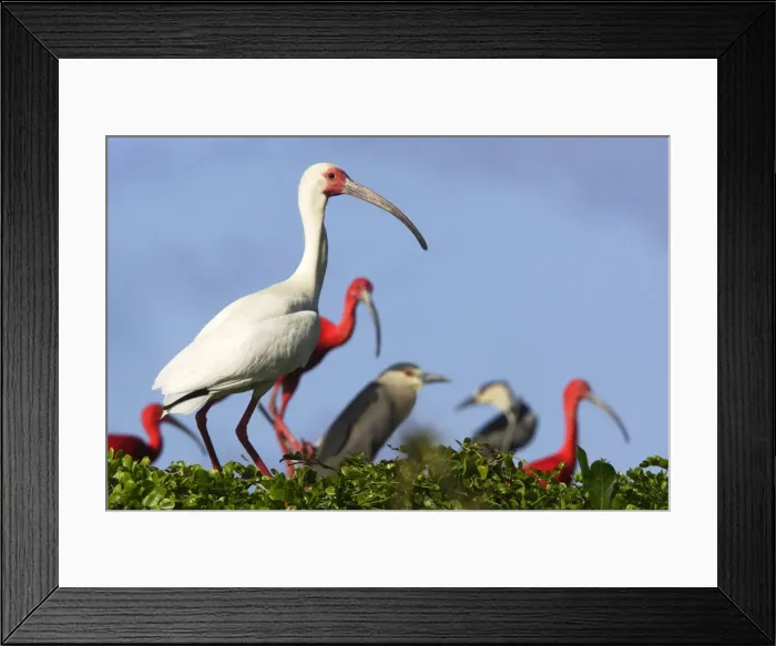 Framed Print : Ibis blanc White Ibis. Eudocimus albus venezuela Ibis blanc White Ibis. Eudocimus albus venezuela Framed Print : Ibis blanc White Ibis. Eudocimus albus venezuela Ibis blanc White Ibis. Eudocimus albus venezuela