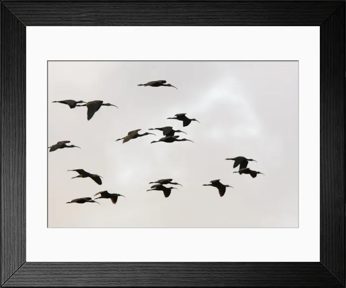 Framed Print : ibis falcinelle. Plegadis falcinellus. Venezuela Framed Print : ibis falcinelle. Plegadis falcinellus. Venezuela