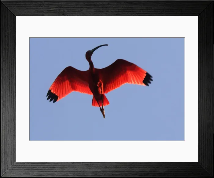 Framed Print : Ibis rouge. Scarlet Ibis Eudocimus ruber Framed Print : Ibis rouge. Scarlet Ibis Eudocimus ruber