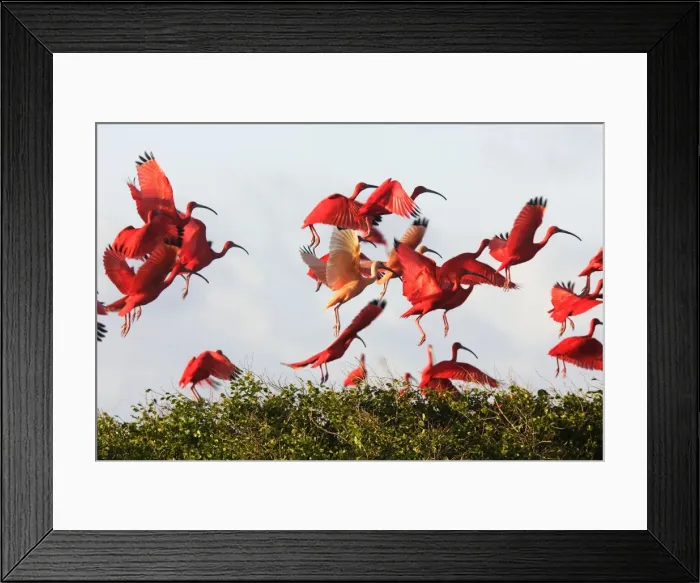 Framed Print : Ibis rouge. Scarlet Ibis Eudocimus ruber Framed Print : Ibis rouge. Scarlet Ibis Eudocimus ruber