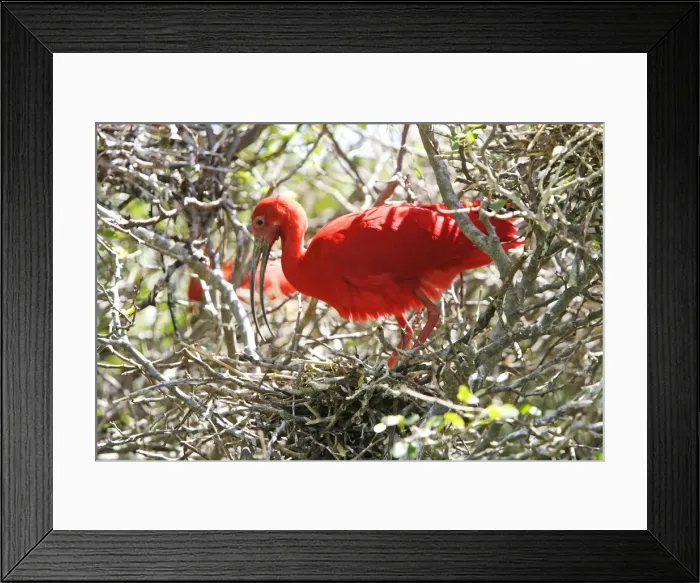 Framed Print : Ibis rouge au nid. Scarlet Ibis Eudocimus ruber Framed Print : Ibis rouge au nid. Scarlet Ibis Eudocimus ruber