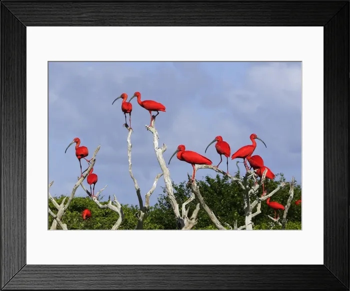 Framed Print : Ibis rouge. Scarlet Ibis Eudocimus ruber Framed Print : Ibis rouge. Scarlet Ibis Eudocimus ruber