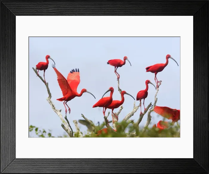 Framed Print : Ibis rouge. Scarlet Ibis Eudocimus ruber Framed Print : Ibis rouge. Scarlet Ibis Eudocimus ruber