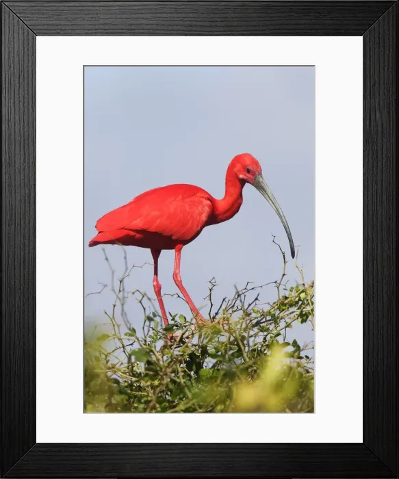 Framed Print : Ibis rouge. Scarlet Ibis Eudocimus ruber Framed Print : Ibis rouge. Scarlet Ibis Eudocimus ruber