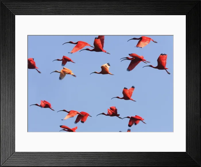 Framed Print : Ibis rouge. Scarlet Ibis Eudocimus ruber