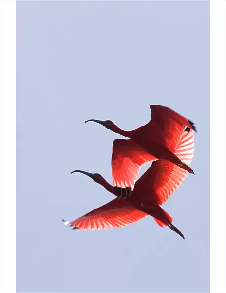 Scarlet Ibis - two in flight. Coro - Venezuela