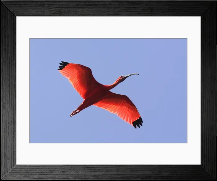 Framed Print : Ibis rouge. Scarlet Ibis Eudocimus ruber Framed Print : Ibis rouge. Scarlet Ibis Eudocimus ruber