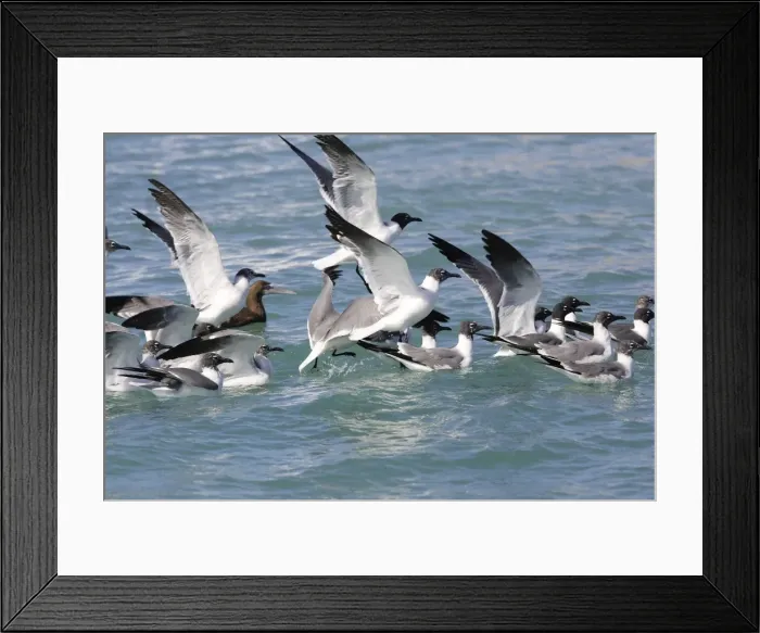 Framed Print : Laughing Gull. Los Roques - Venezuela Framed Print : Laughing Gull. Los Roques - Venezuela