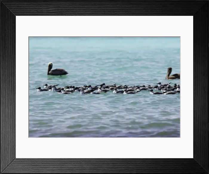 Framed Print : mouette atricille. Laughing Gull. Larus atricilla Framed Print : mouette atricille. Laughing Gull. Larus atricilla