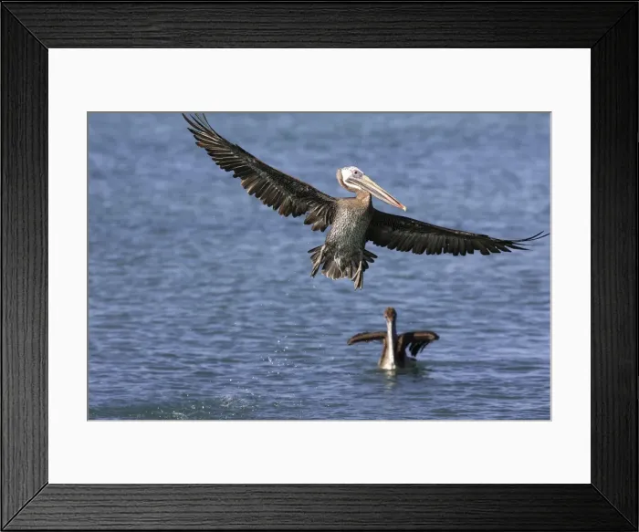 Framed Print : Pelican brun. Brown Pelican. Pelecanus occidentalis Framed Print : Pelican brun. Brown Pelican. Pelecanus occidentalis