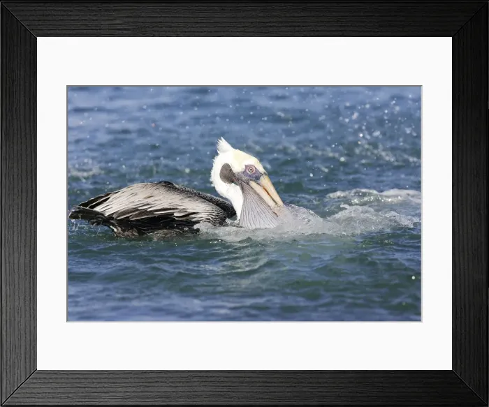 Framed Print : Pelican brun. Brown Pelican. Pelecanus occidentalis Framed Print : Pelican brun. Brown Pelican. Pelecanus occidentalis