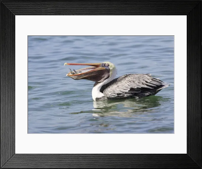 Framed Print : Pelican brun. Brown Pelican. Pelecanus occidentalis Framed Print : Pelican brun. Brown Pelican. Pelecanus occidentalis