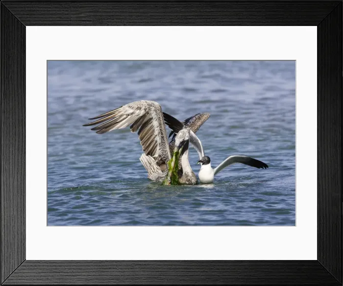 Framed Print : Pelican brun. Brown Pelican. Pelecanus occidentalis Framed Print : Pelican brun. Brown Pelican. Pelecanus occidentalis