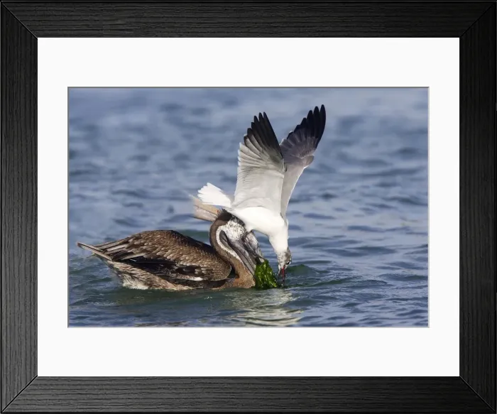 Framed Print : Pelican brun et mouette atricille. Brown Pelican. Pelecanus occidentalis Framed Print : Pelican brun et mouette atricille. Brown Pelican. Pelecanus occidentalis