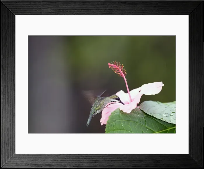 Framed Print : colibri corinne femelle adulte. Long-billed Starthroat. Heliomaster longirostris Framed Print : colibri corinne femelle adulte. Long-billed Starthroat. Heliomaster longirostris