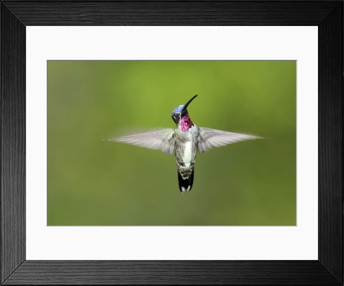 Framed Print : colibri corinne male adulte. Long-billed Starthroat. Heliomaster longirostris Framed Print : colibri corinne male adulte. Long-billed Starthroat. Heliomaster longirostris