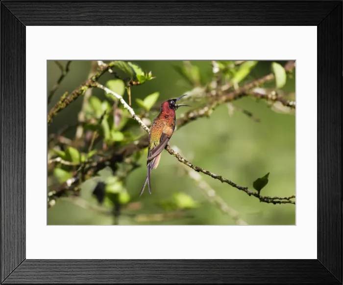 Framed Print : colibri topaze. Crimson Topaz. Topaza pella Framed Print : colibri topaze. Crimson Topaz. Topaza pella