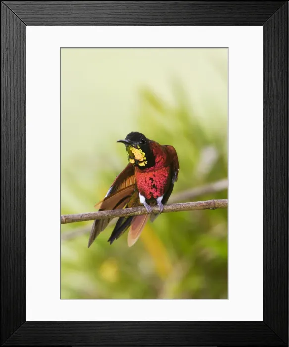 Framed Print : colibri topaze. Crimson Topaz. Topaza pella Framed Print : colibri topaze. Crimson Topaz. Topaza pella