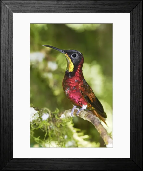 Framed Print : colibri topaze. Crimson Topaz. Topaza pella Framed Print : colibri topaze. Crimson Topaz. Topaza pella