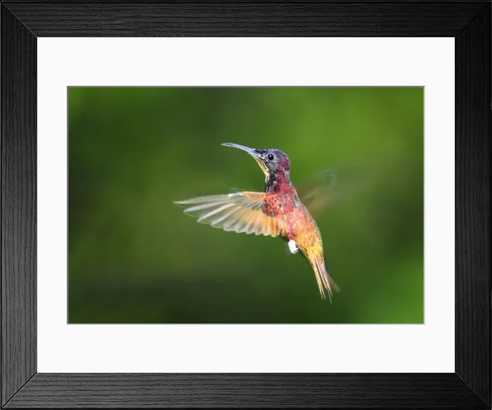 Framed Print : colibri topaze. Crimson Topaz. Topaza pella Framed Print : colibri topaze. Crimson Topaz. Topaza pella