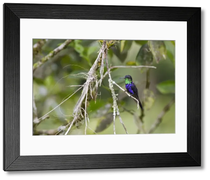 Framed Print : Dryade a queue fourchue, Fork-tailed Woodnymph Thalurania furcata, Dryade queue fourchue, Fork-tailed Woodnymph Thalurania furcata